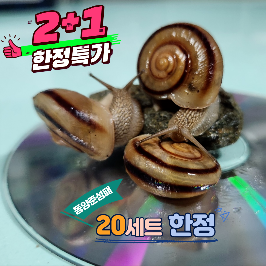 동양달팽이 준성패 2+1